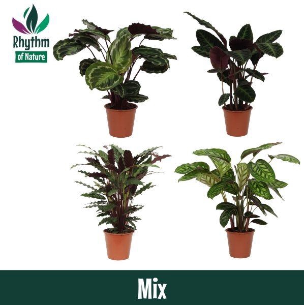 <h4>Calathea 19cm gemengd - Rhythm of Nature</h4>