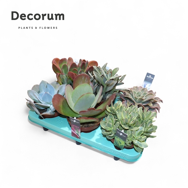 <h4>Succulenten Mix (decorum)</h4>