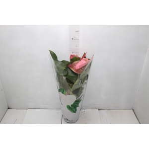 ANTHURIUM VARIADO P17