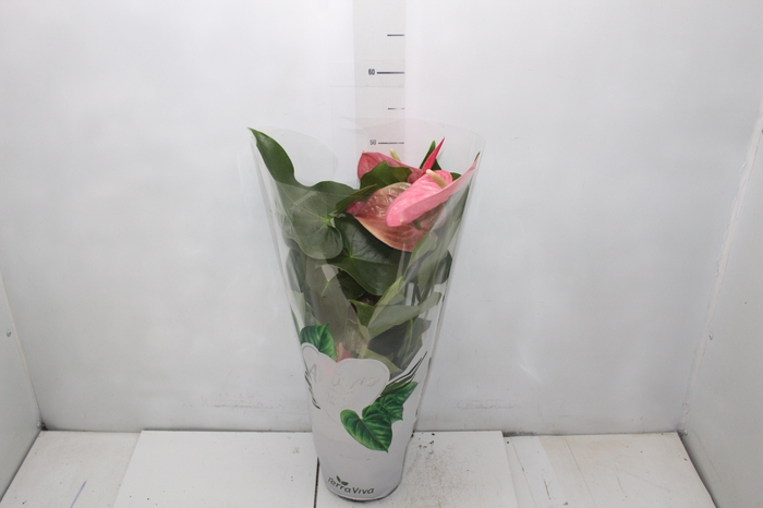 ANTHURIUM VARIADO P17