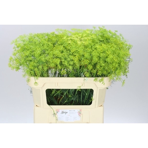Anethum Graveolens