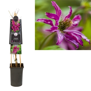 Clematis vit. 'Rosalyn' PBR +3.0 label