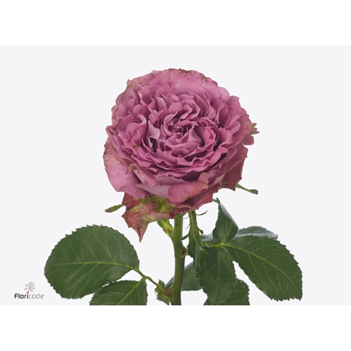 <h4>Rosa large flowered Blue Lagoon</h4>