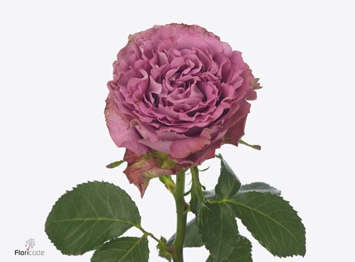 Rosa large flowered Blue Lagoon
