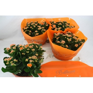 Gevuld 23 cm Oranje Brilliant (Schaal)