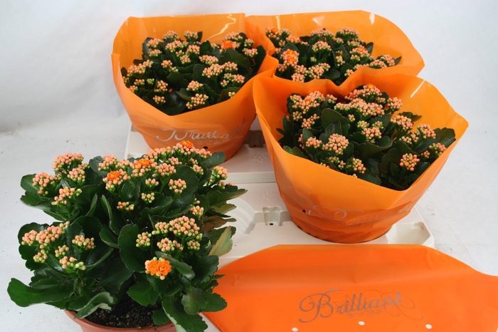 <h4>Gevuld 23 cm Oranje Brilliant (Schaal)</h4>
