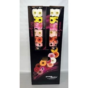 Germini Mix Pastel Aquabox