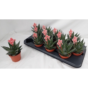 ALOE TIKI TAHI