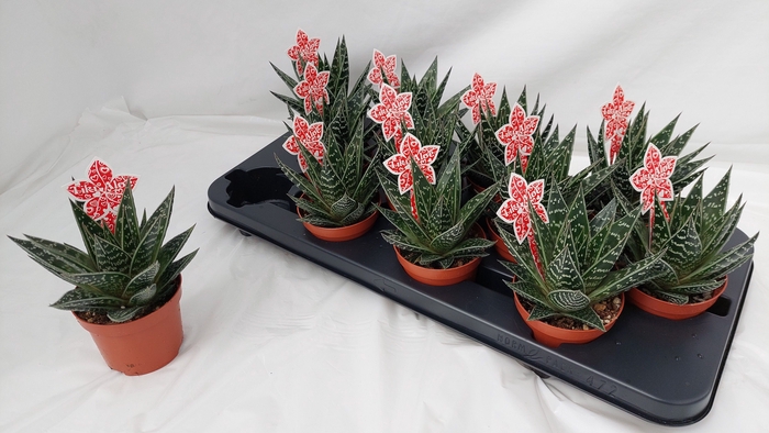 <h4>ALOE TIKI TAHI</h4>