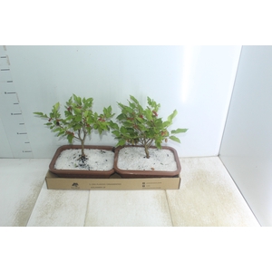 BONSAI FRUTA 6/10 ANOS JARDINEIRA 1.1L