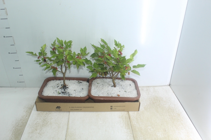 <h4>BONSAI FRUTA 6/10 ANOS JARDINEIRA 1.1L</h4>