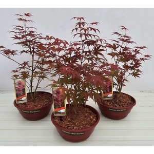 Acer palmatum Atropurpureum