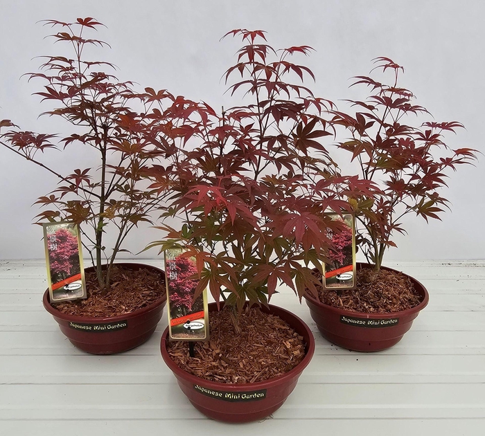 <h4>Acer palmatum Atropurpureum</h4>