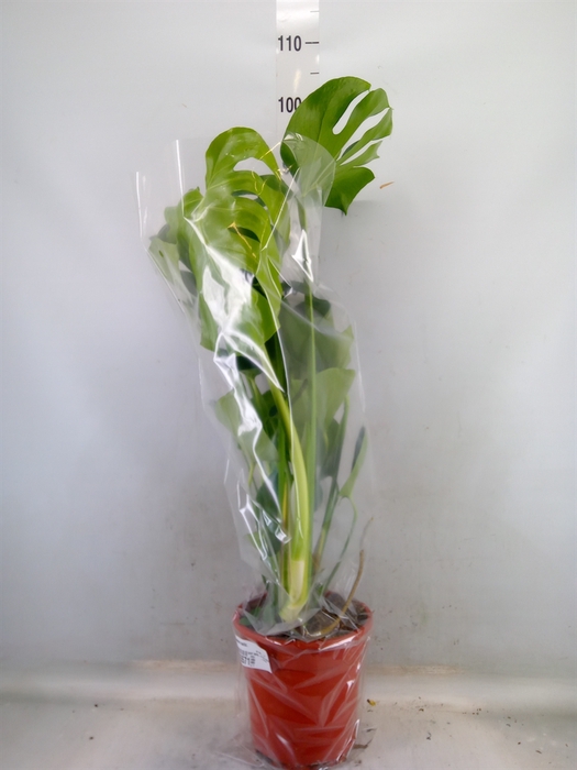 <h4>Monstera delic.</h4>