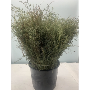 FALSE THYMUS PULEGIOIDES 200GR