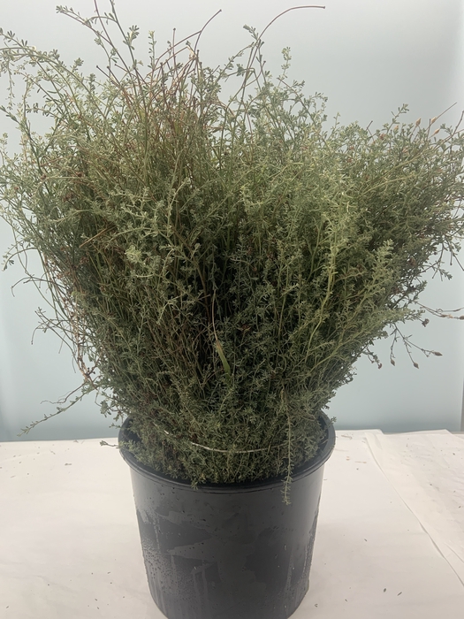 <h4>FALSE THYMUS PULEGIOIDES 250GR</h4>