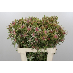 LEUCAD AYOBA ST PEAR