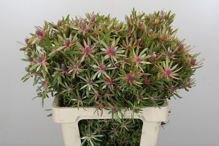 <h4>LEUCAD AYOBA ST PEAR</h4>