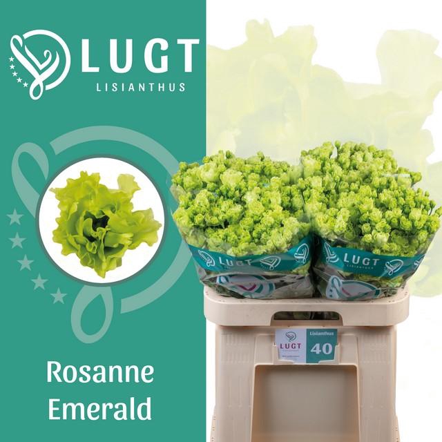 <h4>Lisianthus do rosanne emerald</h4>