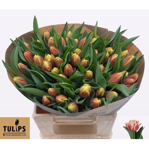 TULIPA DU 'CONCORDE'