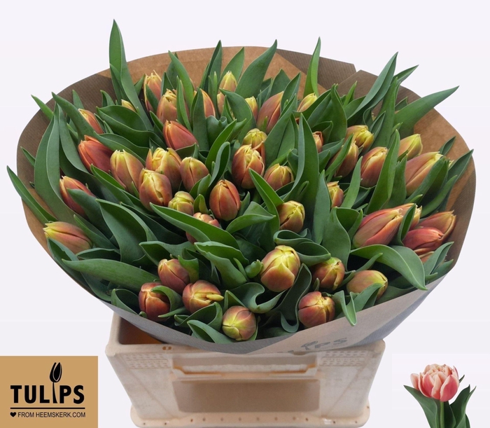 <h4>TULIPA DU 'CONCORDE'</h4>