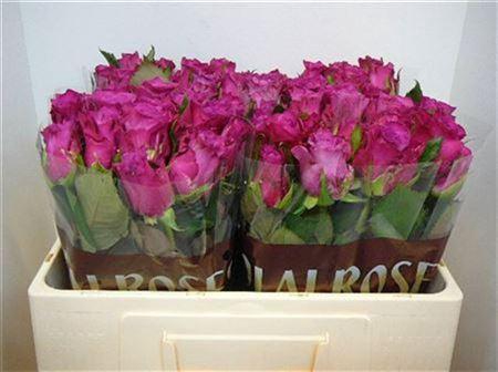 <h4>R Gr Cool Blue</h4>