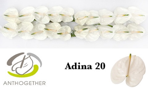 ANTH A ADINA 20