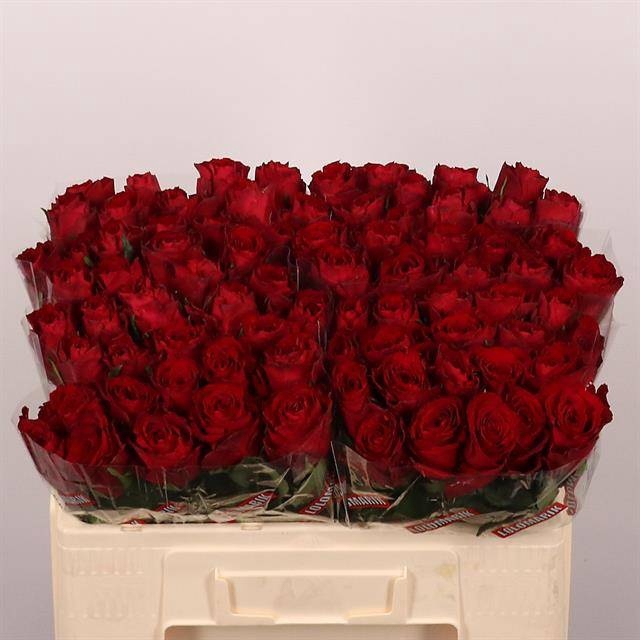 <h4>R GR MADAM RED</h4>
