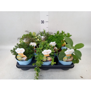 Tuinkruiden   ...mix