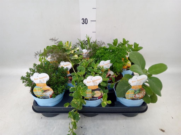 <h4>Tuinkruiden   ...mix</h4>