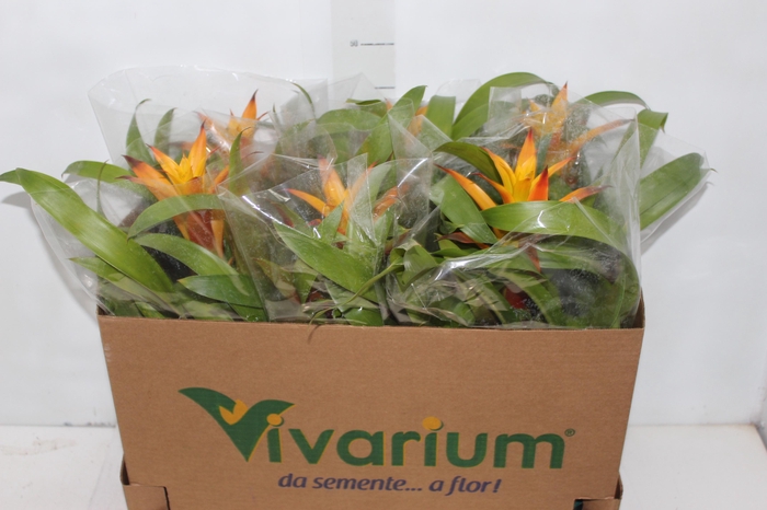 <h4>GUZM. LARANJA P14</h4>