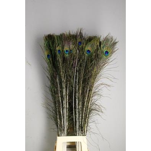 Feather Peacock 110cm