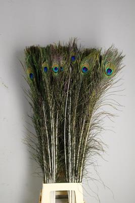 Feather Peacock 110cm