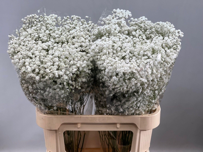 <h4>Gyps Xlence 40 gr</h4>