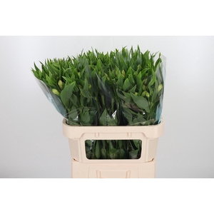 Alstroemeria White Swan 90 Gram