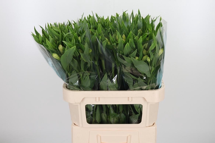 <h4>Alstroemeria White Swan 90 Gram</h4>