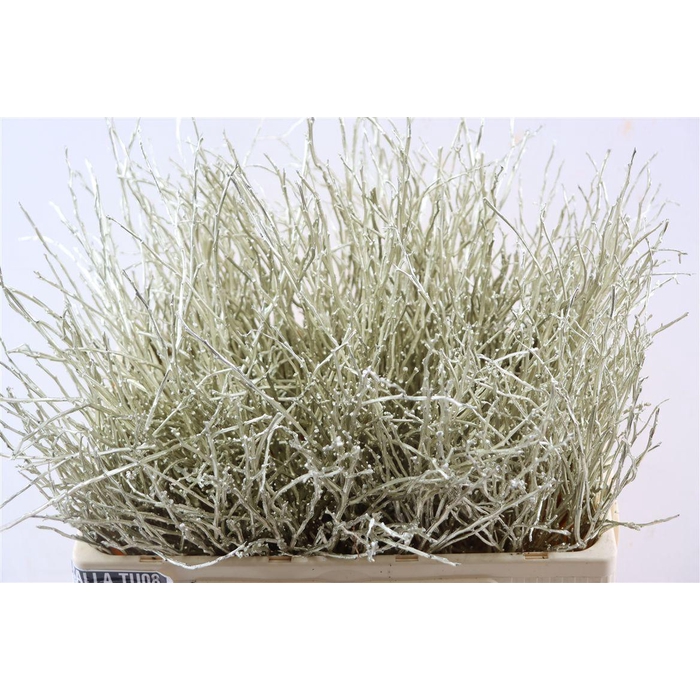 <h4>Vaccinium Kbh Platina</h4>