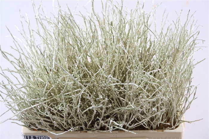 <h4>Vaccinium Kbh Platina</h4>