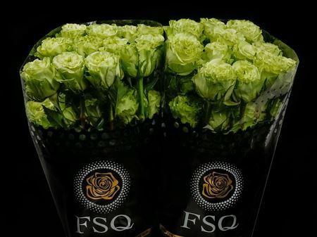 <h4>R Gr Supergreen</h4>