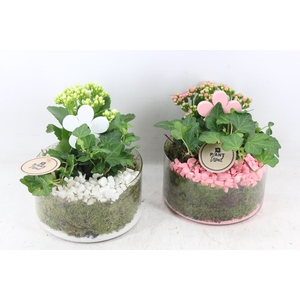 arr2 PL - Glas cilinder x3 - roze/wit