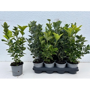 Euonymus japonicus gemengd