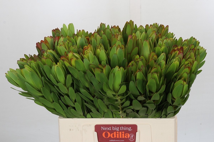 <h4>Leucadendron Goldstrike</h4>