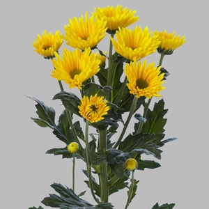 CHR T KORONA