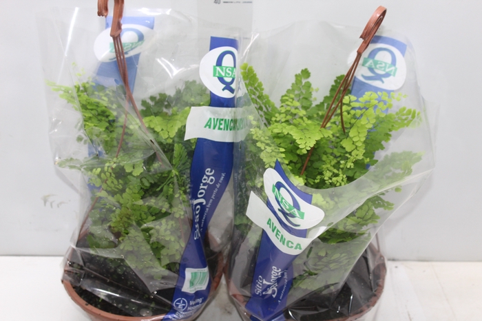 <h4>AVENCA VARIADA C21</h4>