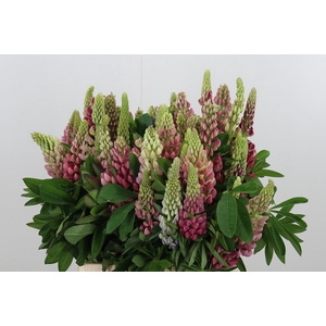 Lupinus