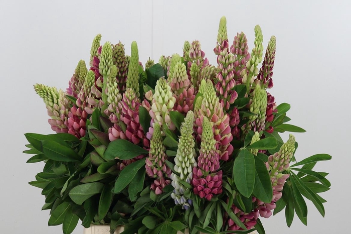 <h4>Lupinus</h4>
