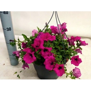 PET PURPLE SURFI