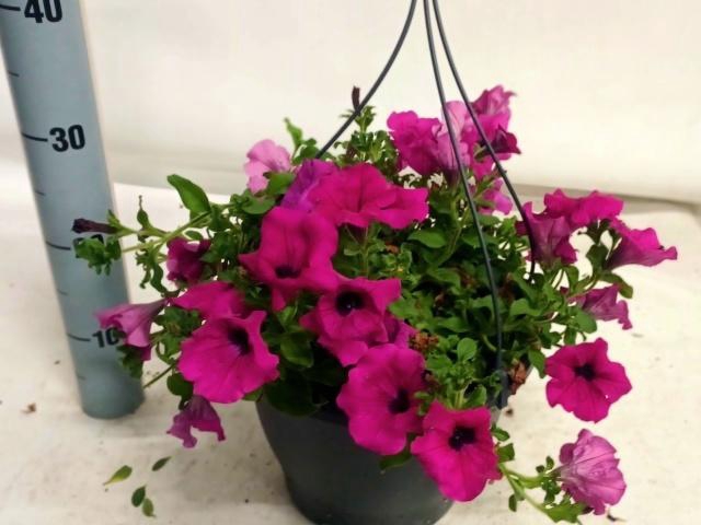 <h4>PET PURPLE SURFI</h4>