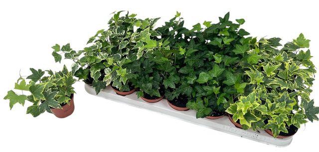 <h4>HEDERA MIX P8.5</h4>