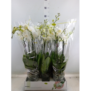 Phalaenopsis   ...